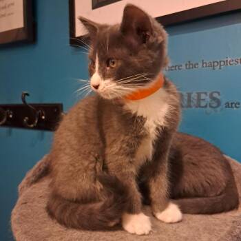 Scramble C11428 -  Domestic Short Hair Cat for Adoption - Scramble C11428 | PetCurious