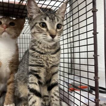 Viernes -  Domestic Short Hair Cat for Adoption in Edinburg, Texas - Viernes | PetCurious