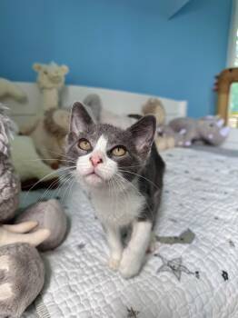 Ripple -  Domestic Short Hair Cat for Adoption in Ramsey, New Jersey - Ripple | PetCurious