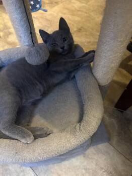 Papa Smurf -  Domestic Short Hair Cat for Adoption in Broomall, Pennsylvania - Papa Smurf | PetCurious
