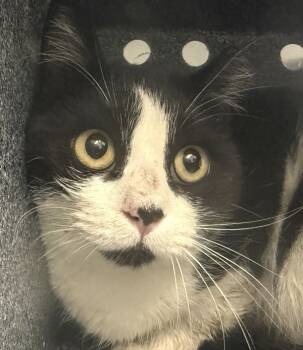 Rescue Domestic Short Hair Cats for Adoption in Golden, Colorado - Uno | PetCurious