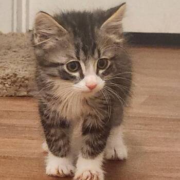 Domestic Short Hair Cats Available for Adoption in Santa Susana, California - Tarin | PetCurious