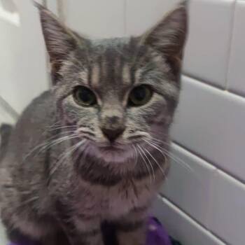 Rescue Domestic Short Hair Cats for Adoption - Delilah FOSTER NEEDED | PetCurious