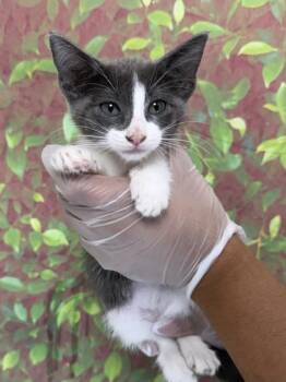 CHAI -  Domestic Short Hair Cat for Adoption in San Antonio, Texas - CHAI | PetCurious