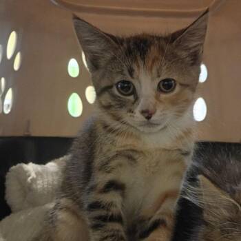 Soprano -  Domestic Short Hair Cat for Adoption in Lynchburg, Virginia - Soprano | PetCurious