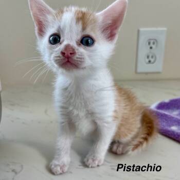 Rescue Domestic Short Hair Cats for Adoption in Greensboro, Georgia - Pistachio | PetCurious