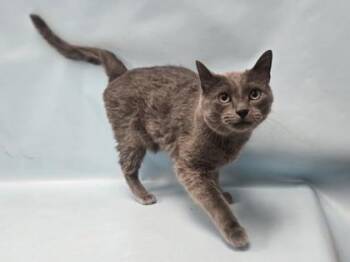 Domestic Short Hair Cats Available for Adoption - Rocket | PetCurious