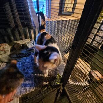 Hermione -  Domestic Short Hair Cat for Adoption in Ringtown, Pennsylvania - Hermione | PetCurious