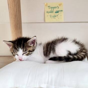 Tigger* -  Domestic Short Hair Cat for Adoption in San Gabriel, California - Tigger* | PetCurious