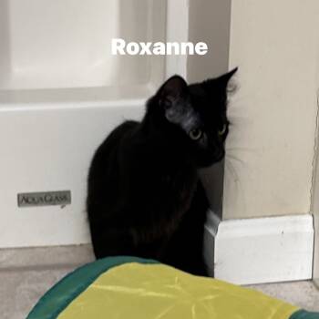 Rescue Domestic Short Hair Cats for Adoption in Corydon, Indiana - Roxanne | PetCurious