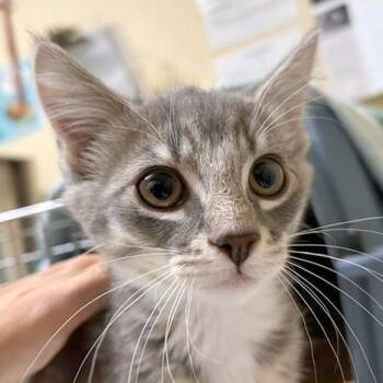Boba -  Domestic Short Hair Cat for Adoption in Woodinville, Washington - Boba | PetCurious
