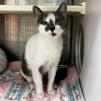 Minthara -  Domestic Short Hair Cat for Adoption in Corpus Christi, Texas - Minthara | PetCurious