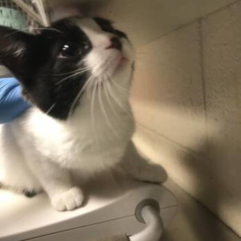 Domestic Short Hair Cats Available for Adoption in Conroe, Texas - A428502 | PetCurious