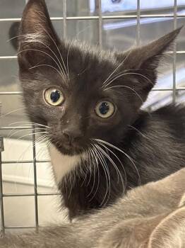 SCHROEDER -  Domestic Short Hair Cat for Adoption in Las Vegas, Nevada - SCHROEDER | PetCurious