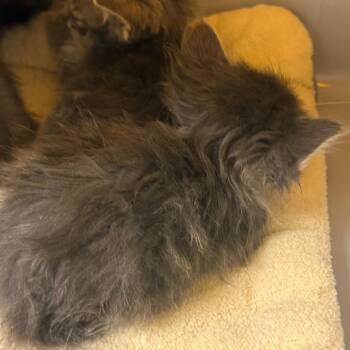 Chinchilla -  Domestic Medium Hair Cat for Adoption in Norman, Oklahoma - Chinchilla | PetCurious