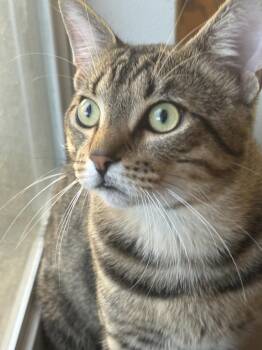 Domestic Short Hair Cats Available for Adoption in St. Cloud, Florida - Mr. Lover | PetCurious