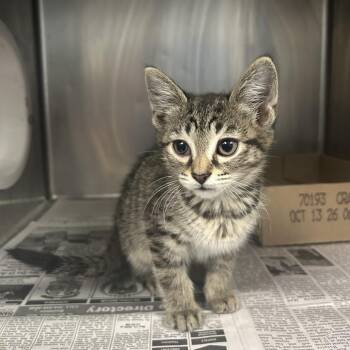 Frank Cilantro -  Domestic Medium Hair Cat for Adoption in Charleston, West Virginia - Frank Cilantro | PetCurious