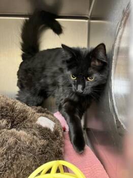 Domestic Medium Hair and Domestic Short Hair Cats Available for Adoption in Longmont, Colorado - Portside | PetCurious
