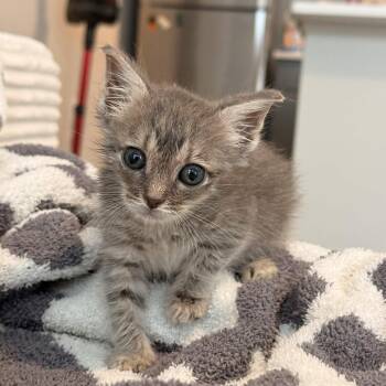 Moo Moo Meadows -  Domestic Short Hair Cat for Adoption in Delaware, Ohio - Moo Moo Meadows | PetCurious