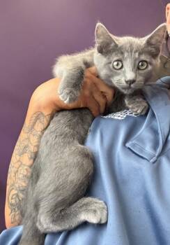 * Hunt* -  Domestic Short Hair Cat for Adoption in Salt Lake City, Utah - * Hunt* | PetCurious