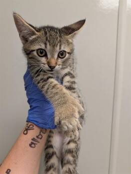 SOL -  Domestic Short Hair Cat for Adoption in Ontario, California - SOL | PetCurious
