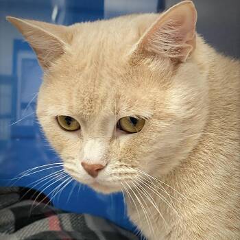 Domestic Short Hair Cats Available for Adoption - Gizmo | PetCurious