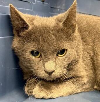 Domestic Short Hair Cats Available for Adoption - Mamacita | PetCurious