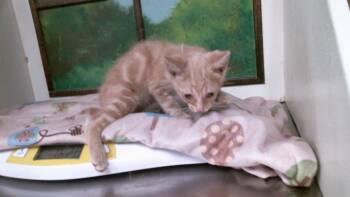 GRAPE -  Domestic Short Hair Cat for Adoption in Houston, Texas - GRAPE | PetCurious