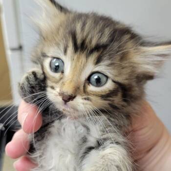 Barb -  Domestic Medium Hair Cat for Adoption in Milan, Illinois - Barb | PetCurious