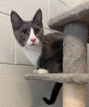 Blintz -  Domestic Short Hair Cat for Adoption in Hyde Park, New York - Blintz | PetCurious