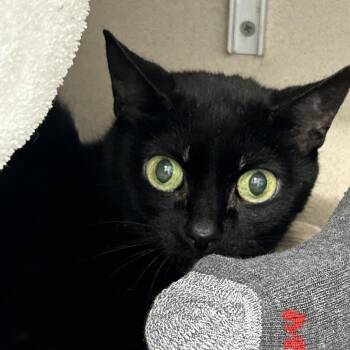 Domestic Short Hair Cats Available for Adoption in Wheeling, Illinois - Sabrina | PetCurious