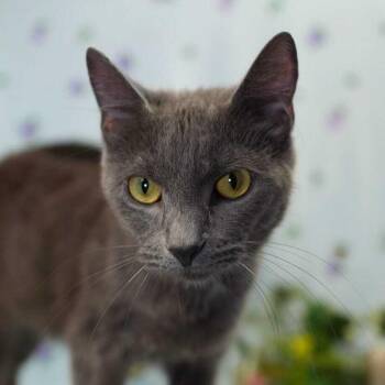 Stormie -  Domestic Short Hair Cat for Adoption in Wheaton, Illinois - Stormie | PetCurious