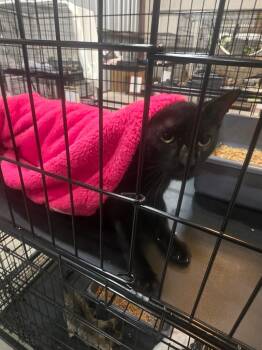 Wolverine -  Domestic Short Hair Cat for Adoption in Corpus Christi, Texas - Wolverine | PetCurious