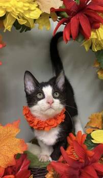 Dolly Parton -  Domestic Short Hair Cat for Adoption in Picayune, Mississippi - Dolly Parton | PetCurious