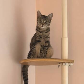 Rescue Domestic Short Hair Cats for Adoption - Avery | PetCurious