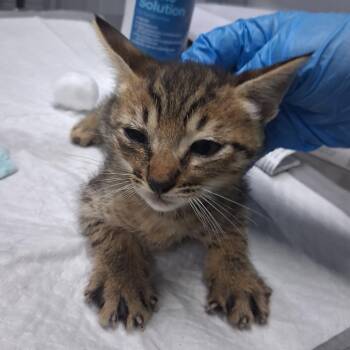 Mittens -  Domestic Short Hair Cat for Adoption in Summerville, South Carolina - Mittens | PetCurious
