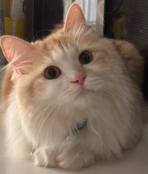 Mabel - Urgent -  Siberian Cat for Adoption in Brampton, Ontario - Mabel - Urgent | PetCurious