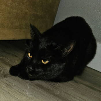 Rescue Domestic Short Hair Cats for Adoption in Chico, California - SHABEEL | PetCurious