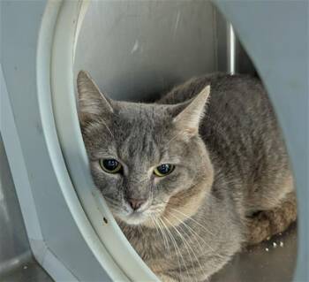 COVE -  Domestic Short Hair Cat for Adoption in Brunswick, Georgia - COVE | PetCurious