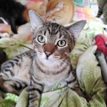 Fennel -  Domestic Short Hair Cat for Adoption in Des Moines, Iowa - Fennel | PetCurious