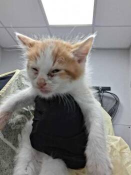 Marlo -  Domestic Short Hair Cat for Adoption in Sevierville, Tennessee - Marlo | PetCurious