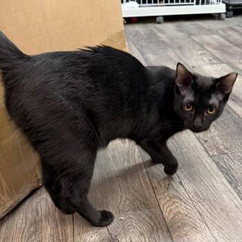 She Sells Seashells by the Seashore -  Domestic Short Hair Cat for Adoption in Boerne, Texas - She Sells Seashells By The Seashore | PetCurious