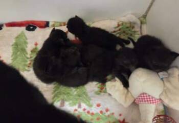 Rescue Domestic Short Hair Cats for Adoption in Atlanta, Georgia - Lanier | PetCurious