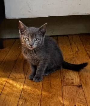 Rescue Domestic Short Hair and Russian Blue Cats for Adoption in Syosset, New York - Cameron | PetCurious