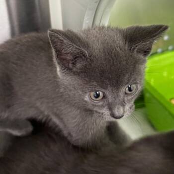Fae -  Domestic Short Hair Cat for Adoption in Clavet, Saskatchewan - Fae | PetCurious