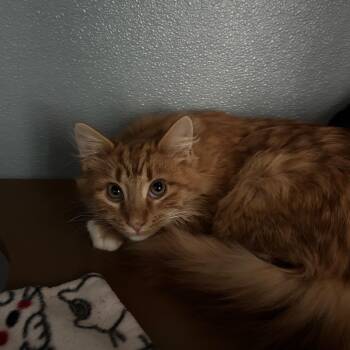 Rescue Domestic Medium Hair Cats for Adoption in Renfrew, Pennsylvania - Thrasher | PetCurious