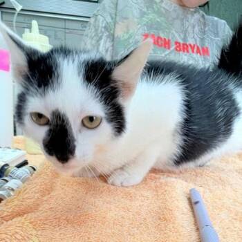 Captain -  Domestic Short Hair Cat for Adoption in Kansas City, Missouri - Captain | PetCurious