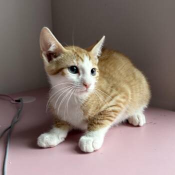 Scout -  Tabby and Domestic Short Hair Cat for Adoption in Roslyn Heights, New York - Scout | PetCurious