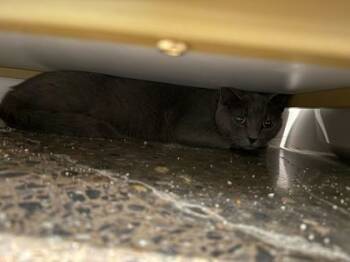 Rescue Domestic Short Hair Cats for Adoption in Louisville, Kentucky - Remy | PetCurious