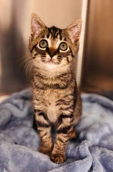 Rescue Domestic Short Hair Cats for Adoption in Madison, Georgia - Ravioli | PetCurious
